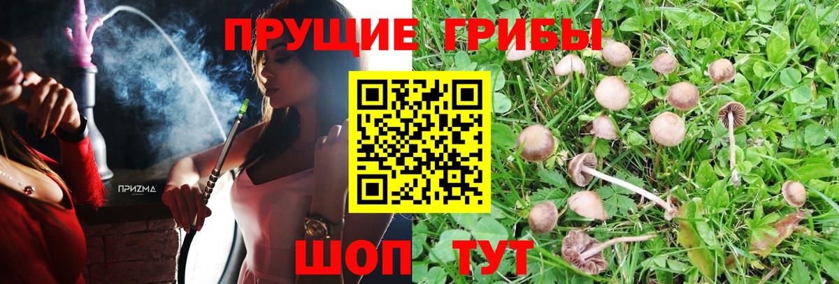 Псилоцибиновые грибы Psilocybine cubensis Лангепас